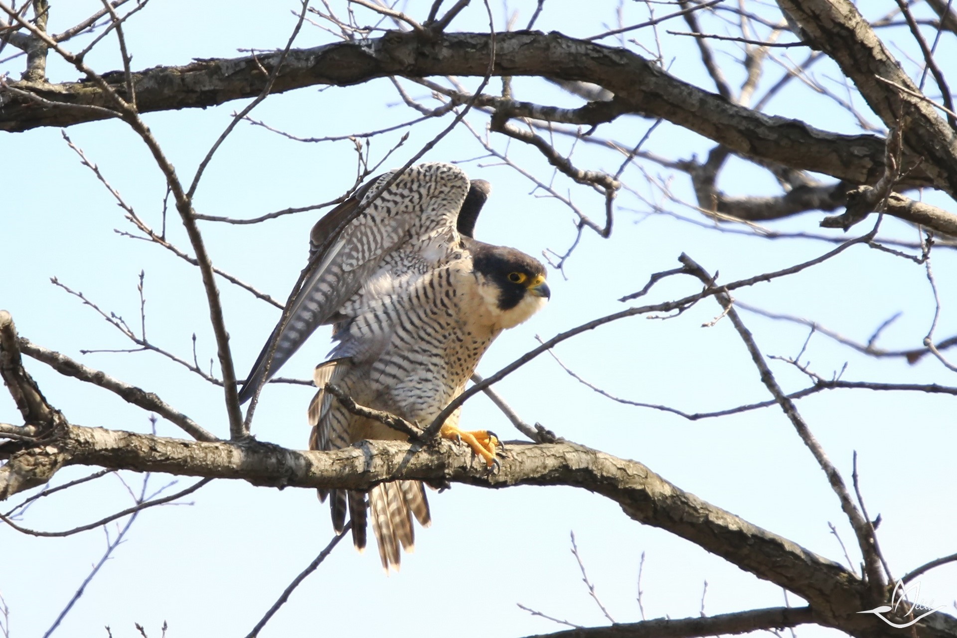 Gökdoğan (Falco peregrinus)