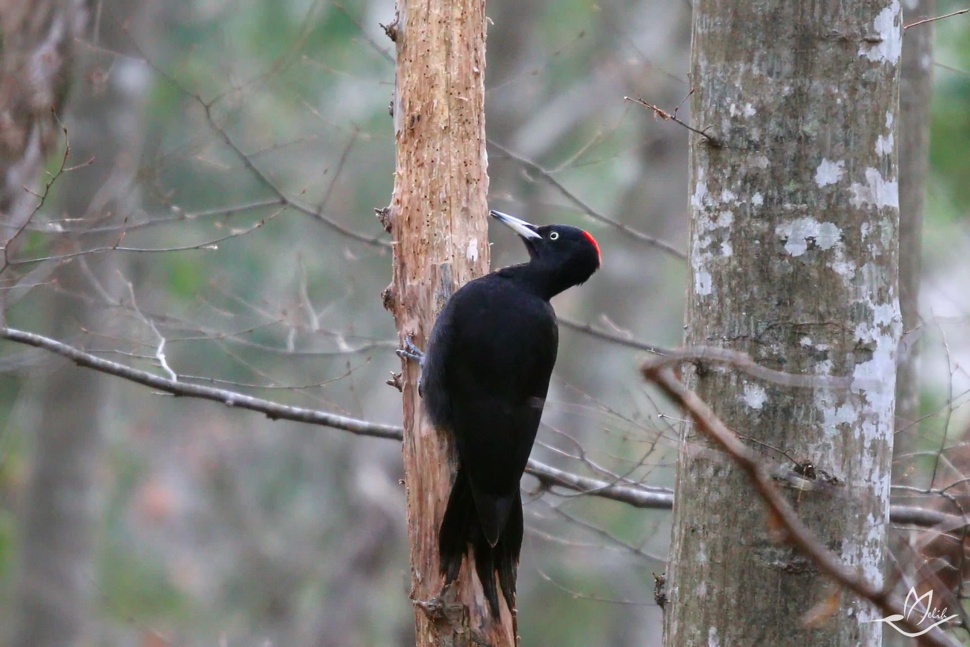 Kara ağaçkakan (Dryocopus martius)