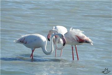 Şekilden Şekle Giren Flamingolar-3