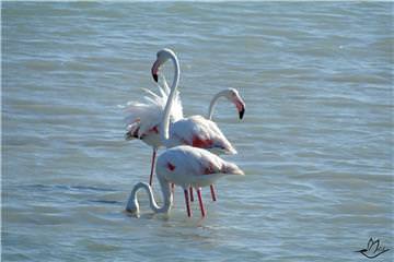 Şekilden Şekle Giren Flamingolar-1