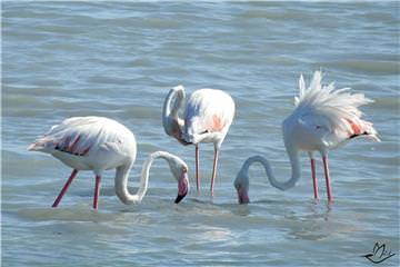 Şekilden Şekle Giren Flamingolar-2