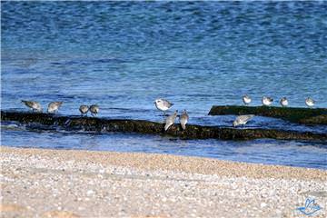 Karadeniz'in Kuşları